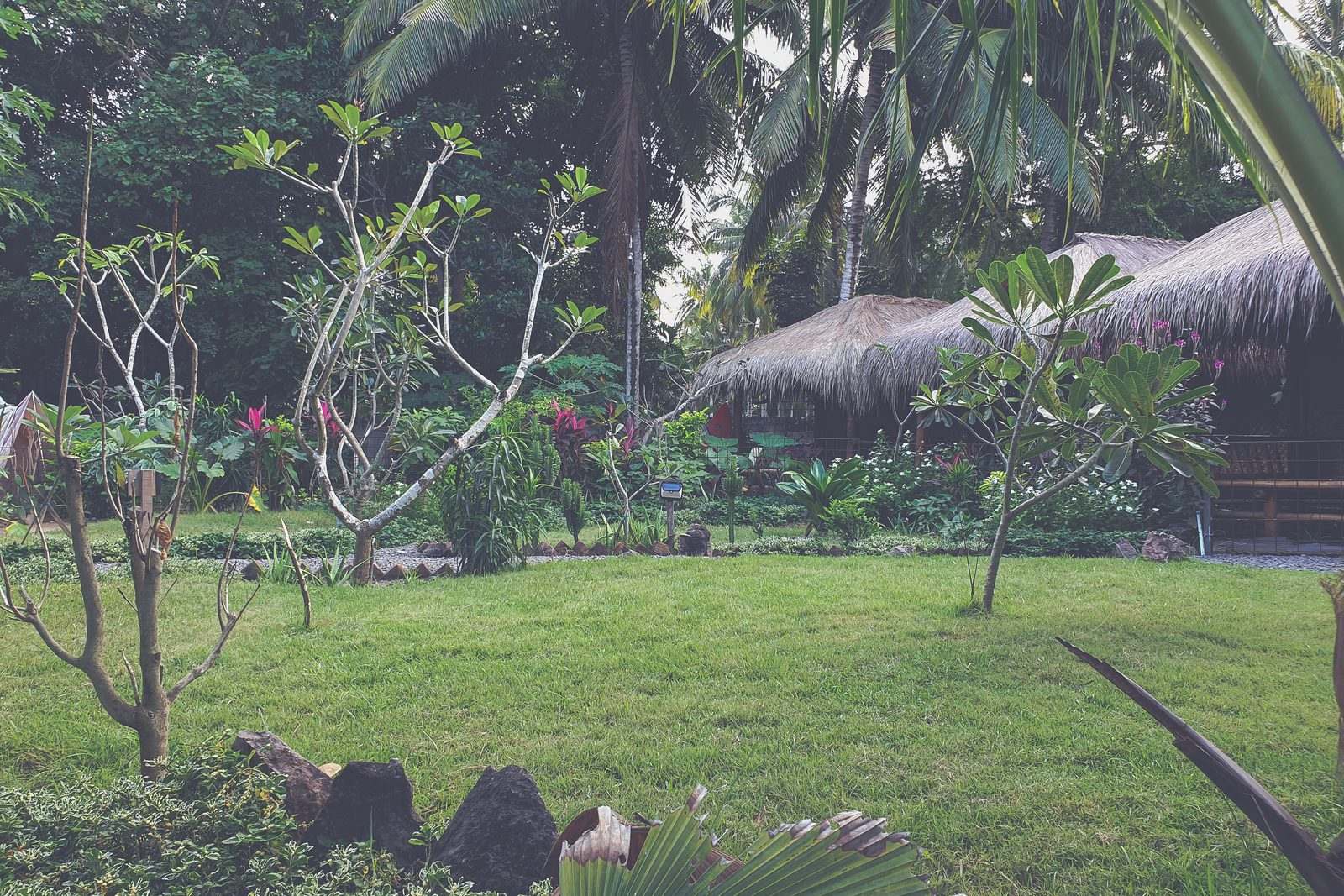 The garden at SAME SAME